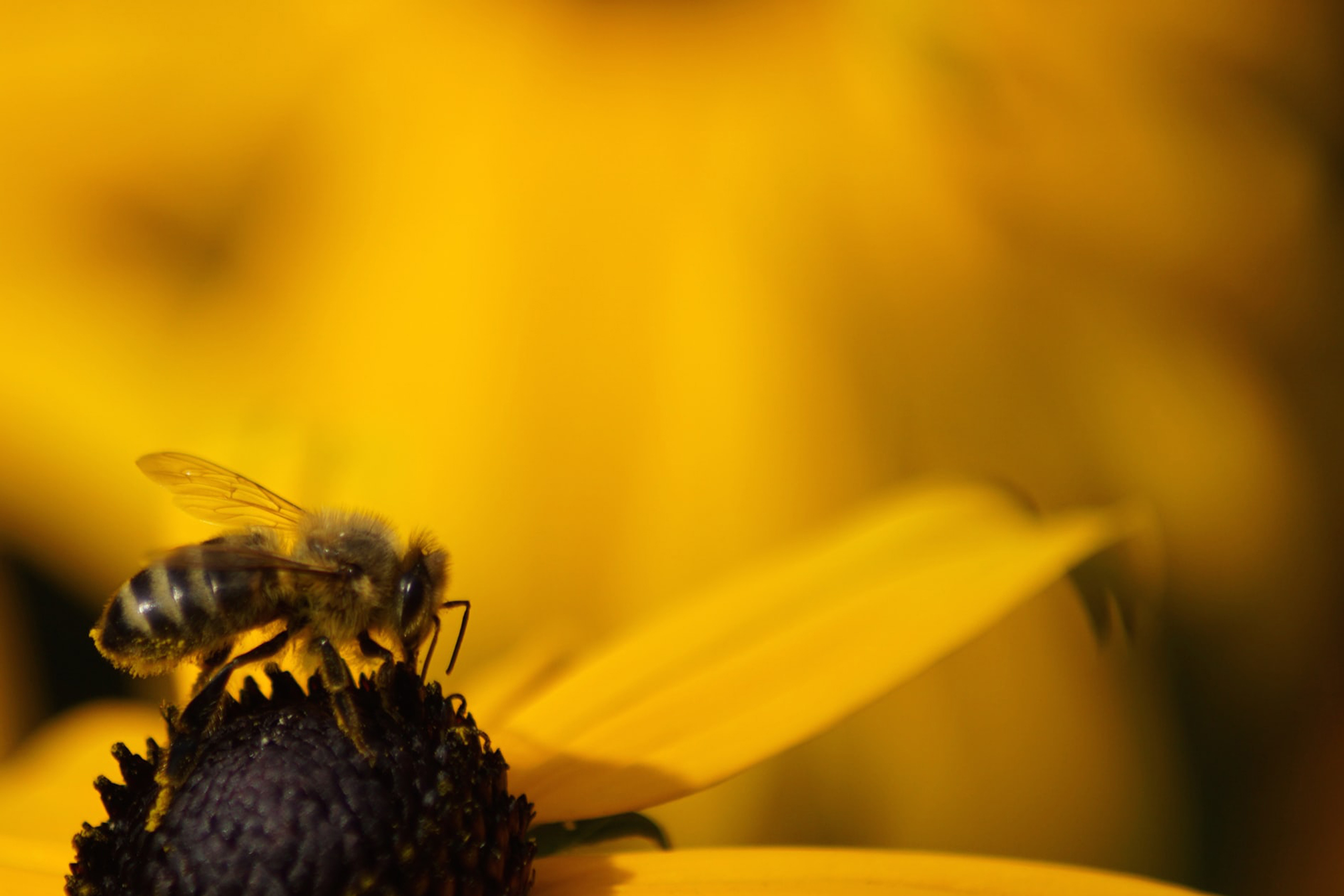 Ti presentiamo Barb Schwarz: l’ape regina dell’Home Staging! Il Blog di Homethic
